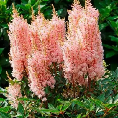 Астильба ЛУК ЭТ МИ японская в Орше