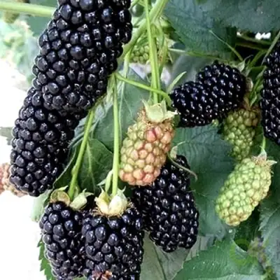 Ежевика ПРАЙМ АРК 45 ремонтантная   в Орше