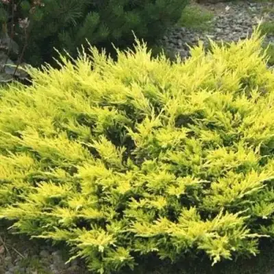 Можжевельник ЛАЙМ ГЛОУ горизонтальный  в Орше