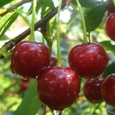 Вишня ВОЛОЧАЕВКА в Орше