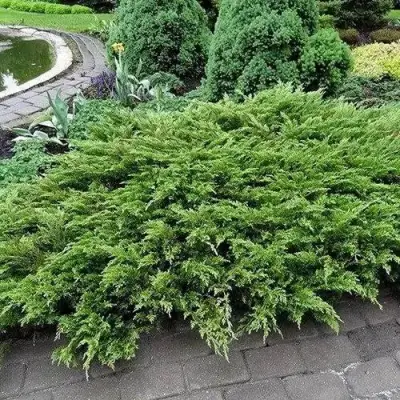 Можжевельник РОКЕРИ ДЖЕМ казацкий  в Орше