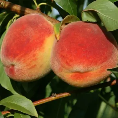 Персик МАРИЯ в Орше