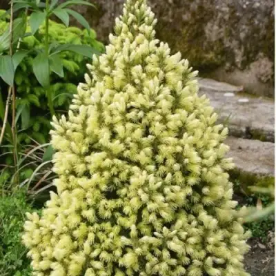 Ель МАЙГОЛД колючая в Орше