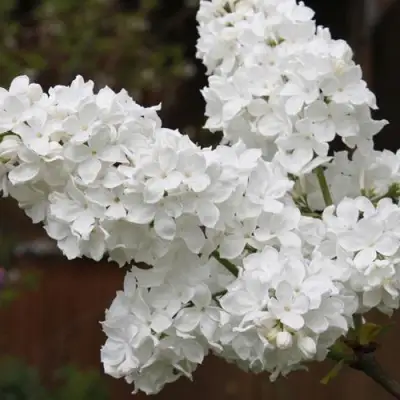 Сирень ФЛОРА в Орше