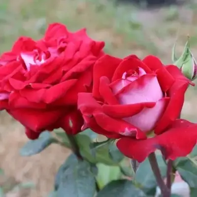 Роза АЛЬЯНС чайно-гибридная в Орше