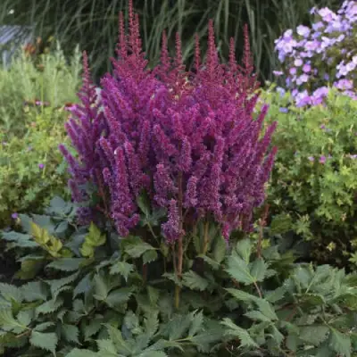 Астильба ВИЖНС китайская в Орше