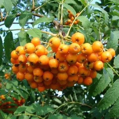 Рябина НЕВЕЖИНСКАЯ ЖЕЛТАЯ сладкоплодная в Орше