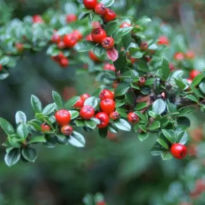 Кизильник горизонтальный в Орше