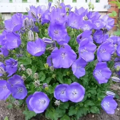 Колокольчик САНТА карпатский в Орше