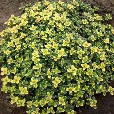 Тимьян ДОННА ВАЛЕЙ лимоннопахнущий в Орше