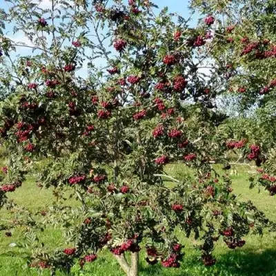 Рябина БУРКА сладкоплодная в Орше