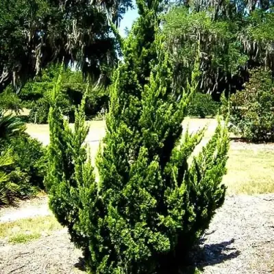 Можжевельник КАЙЗУКА китайский в Орше