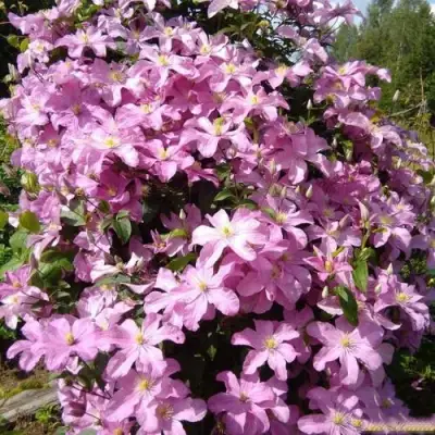 Клематис КОМТЕСС ДЕ БУШО в Орше