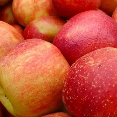 Яблоня ДЖОНАГОЛД в Орше