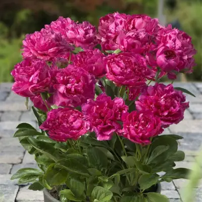 Пион ЛОНДОН травянистый в Орше