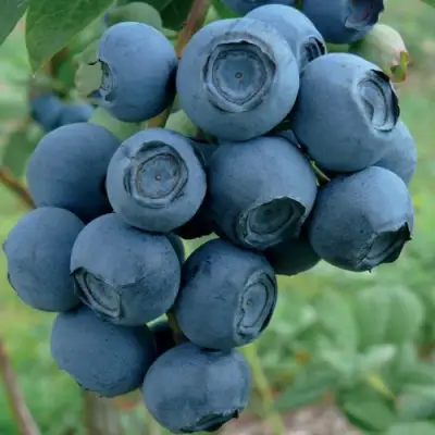 Голубика РУБЕЛ в Орше