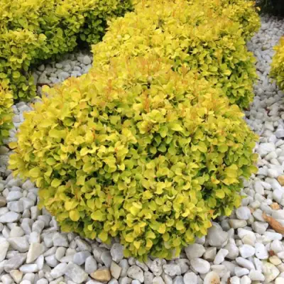 Барбарис БОНАНЗА ГОЛД тунберга в Орше