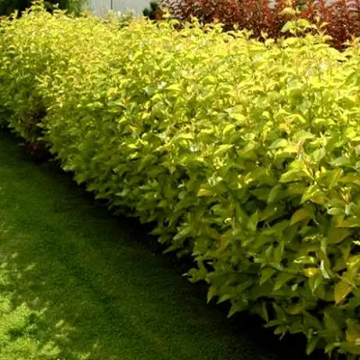 Комплект ДАРТС ГОЛД в Орше