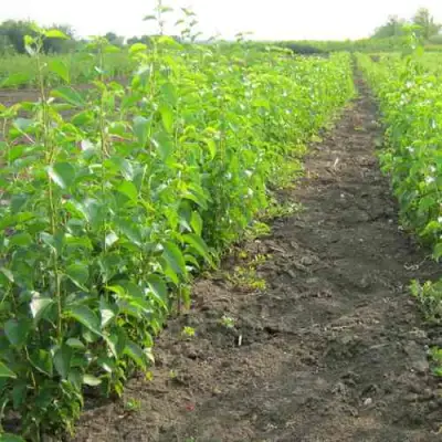 Подвой черешни ДИКАЯ ЧЕРЕШНЯ в Орше