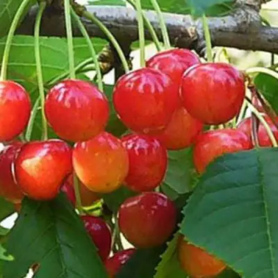 Черешня ДОНЧАНКА в Орше