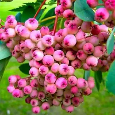 Рябина ПИНК сладкоплодная в Орше