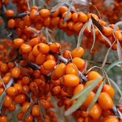 Облепиха ВОРОБЬЕВСКАЯ в Орше