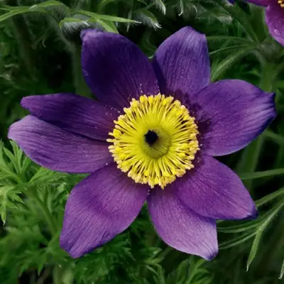 Прострел ПИНВИЛ БЛЮ ШЕЙДЕС в Орше