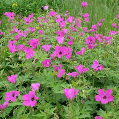 Герань РЕД АДМИРАЛ гибридная в Орше