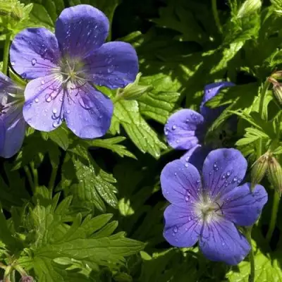 Герань БРУКСАЙД гибридная в Орше