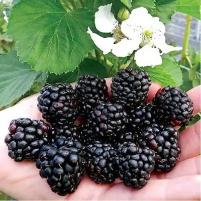 Ежевика РУБЕН ремонтантная  в Орше