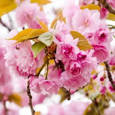 Сакура КАНЗАН в Орше