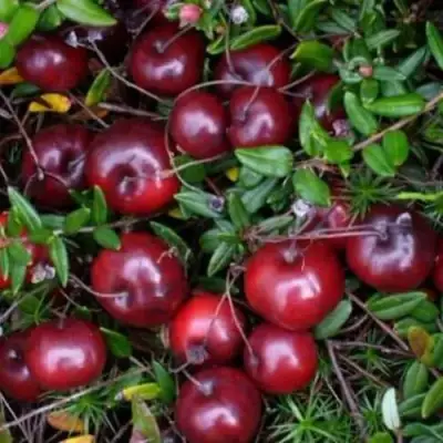 Клюква БЕН ЛИР в Орше