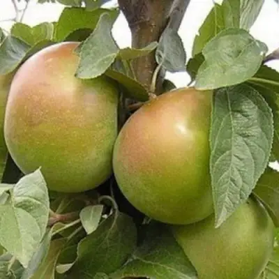 Яблоня БЕЛАНА в Орше