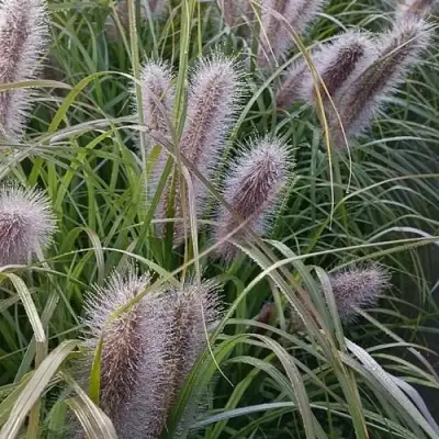 Пеннисетум БЛЭК БЬЮТИ в Орше