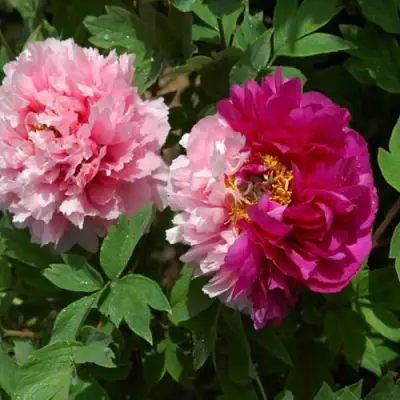 Пион ДВЕ СЕСТРЫ древовидный в Орше