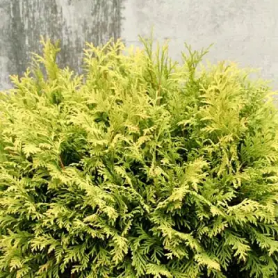 Туя ГОЛДЕН ГЛОБ западная в Орше