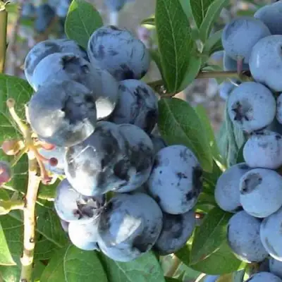 Голубика НОРТЛАНД в Орше