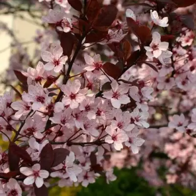 Слива НИГРА растопыреная в Орше