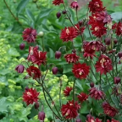 Аквилегия РУБИ ПОРТ обыкновенная в Орше