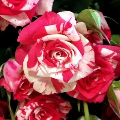 Роза ФАЙЕР ВОРКС миниатюрная в Орше