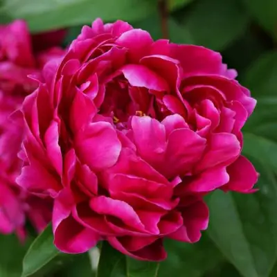 Пион ЛУИ ВАН-ГУТТ травянистый в Орше