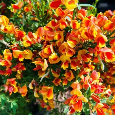 Ракитник АНДРЕАНУС в Орше