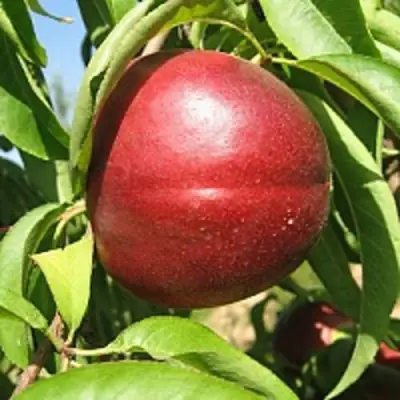 Нектарин ФАНТАЗИЯ в Орше