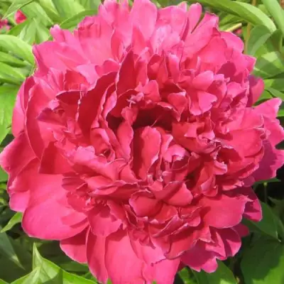 Пион ПУРПУРНЫЙ ФЕНИКС травянистый в Орше