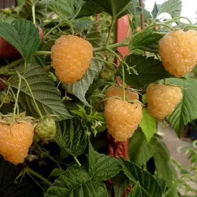 Малина ЗЮГАНА ЗОЛОТАЯ в Орше