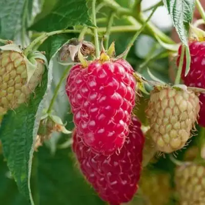 Малина МАРАСТАР в Орше