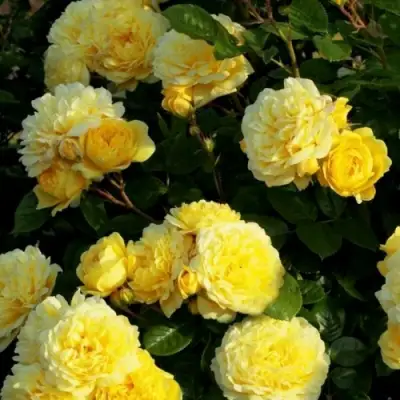 Роза АНИ ДЮПРЕЙ флорибунда в Орше