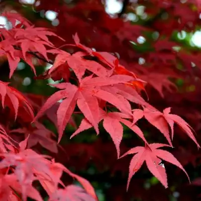 Клен гиннала  в Орше