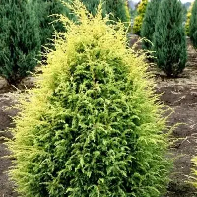 Можжевельник ГОЛД КОН обыкновенный в Орше