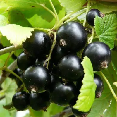 Смородина чёрная ГЕРКУЛЕС в Орше